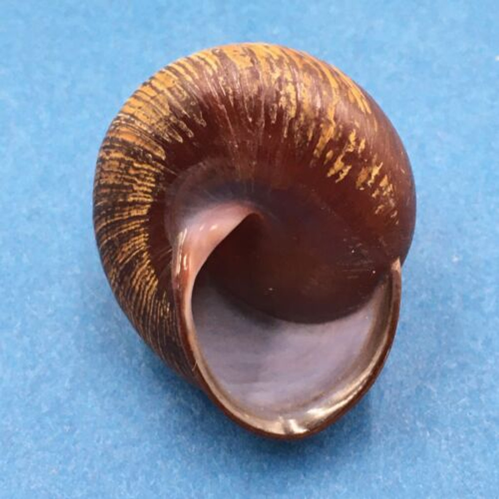 #6 Calocochlia bruguieriana 32.9mm Tablas Island, Philippines Camaenidae