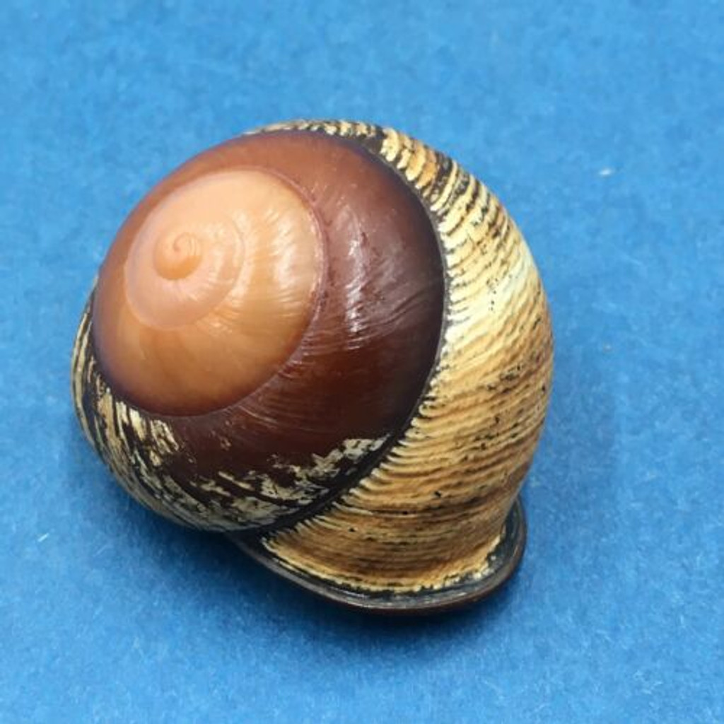 #7 Calocochlia bruguieriana 33.6mm Tablas Island, Philippines Camaenidae