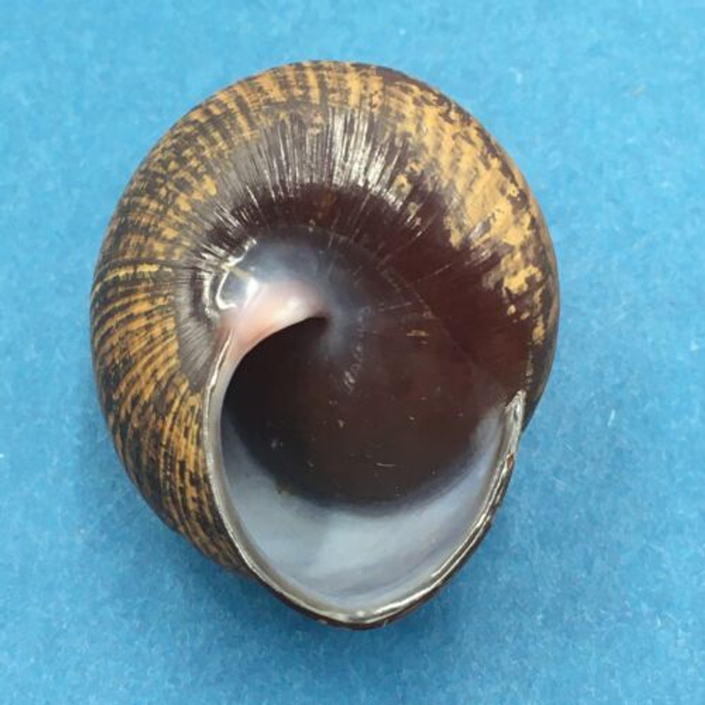 #10 Calocochlia bruguieriana 32.7mm Tablas Island, Philippines Camaenidae