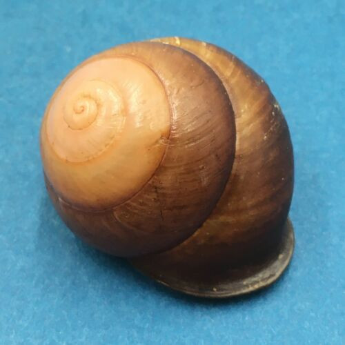 #12 Calocochlia bruguieriana 34.9mm Tablas Island, Philippines Camaenidae