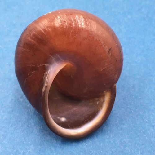 #12 Calocochlia bruguieriana 34.9mm Tablas Island, Philippines Camaenidae