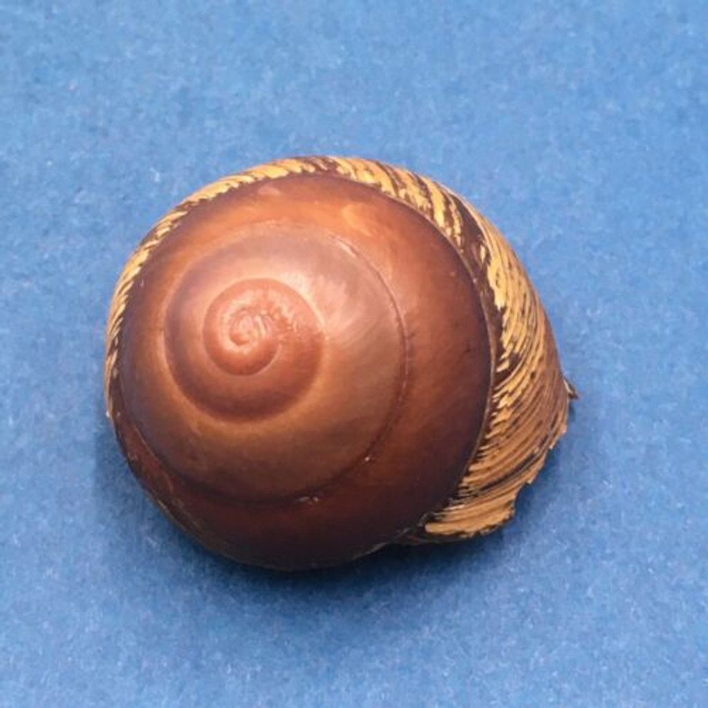 #22 Calocochlia bruguieriana 32.4mm Tablas Island, Philippines Camaenidae