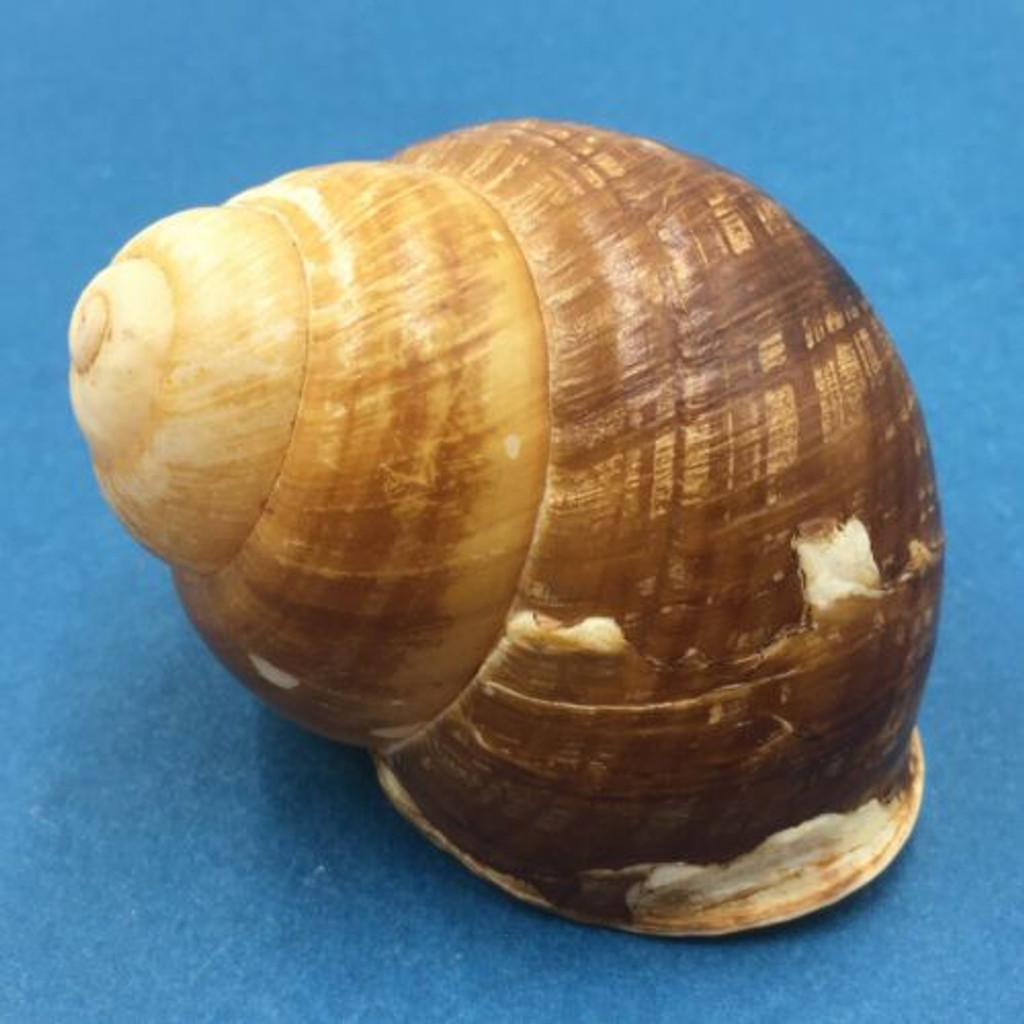 #2 Helicobulimus sarcinosa turgens 72.1mm, Bacolod, Philippines, 1954 Camaenidae