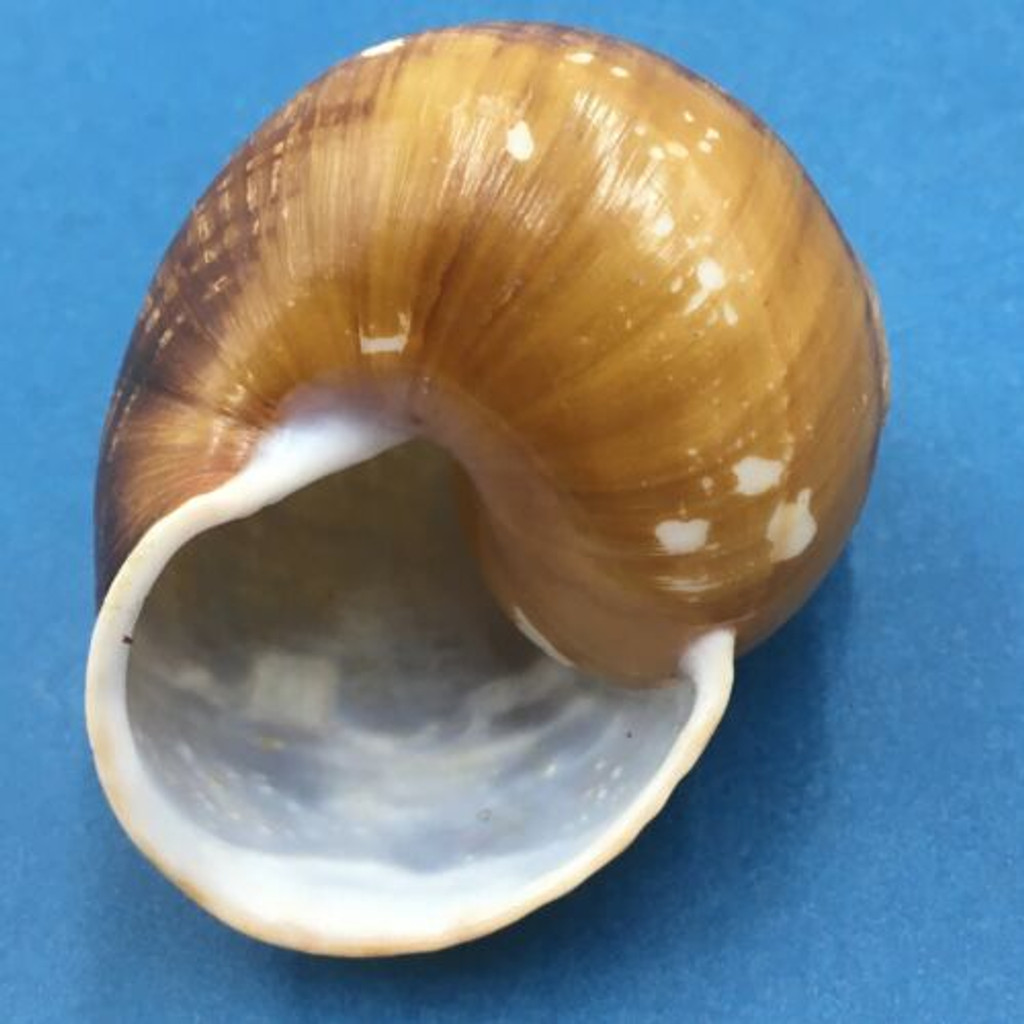 #2 Helicobulimus sarcinosa turgens 72.1mm, Bacolod, Philippines, 1954 Camaenidae