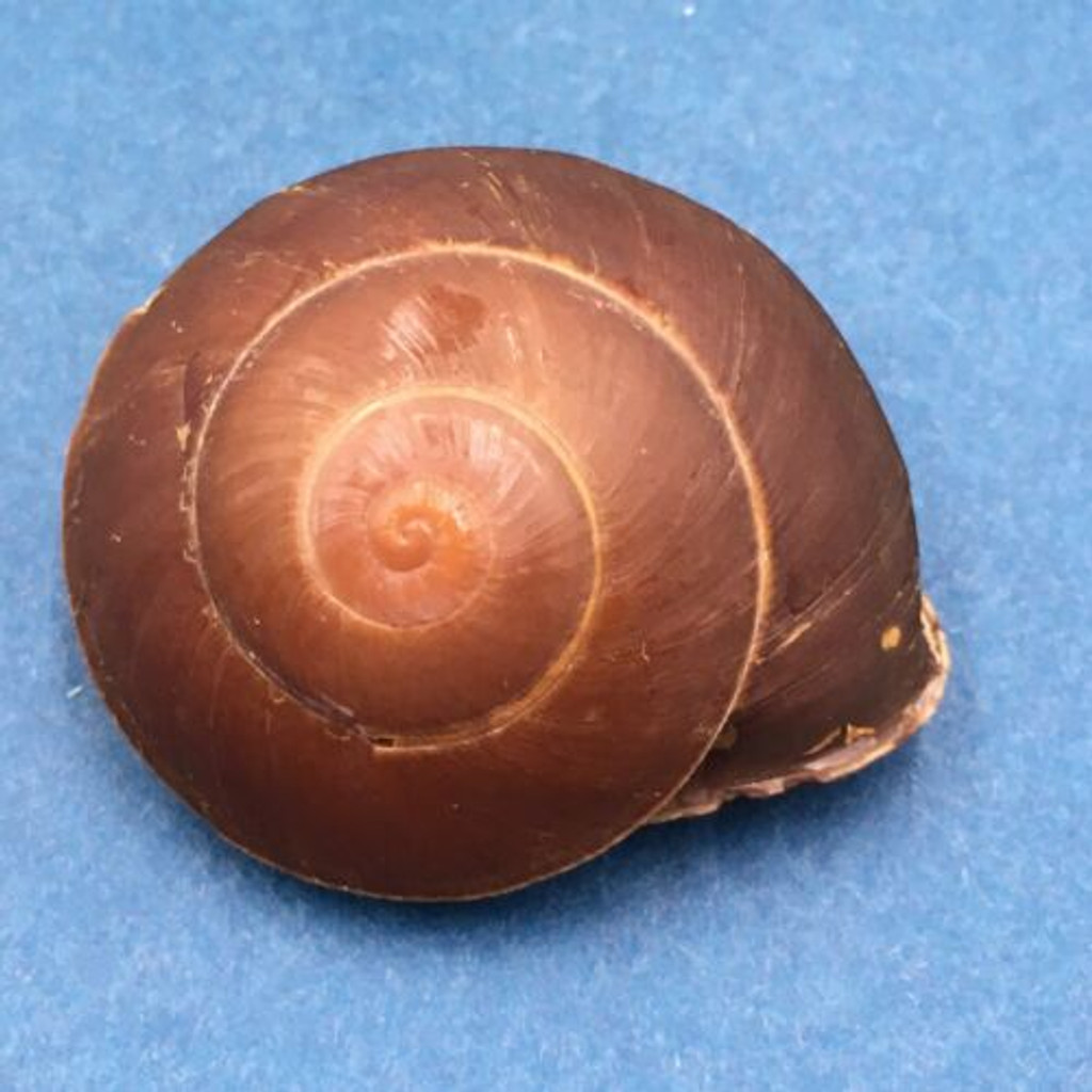 #10 Anixa zebuensis 37.9mm Cebu, Philippines Camaenidae