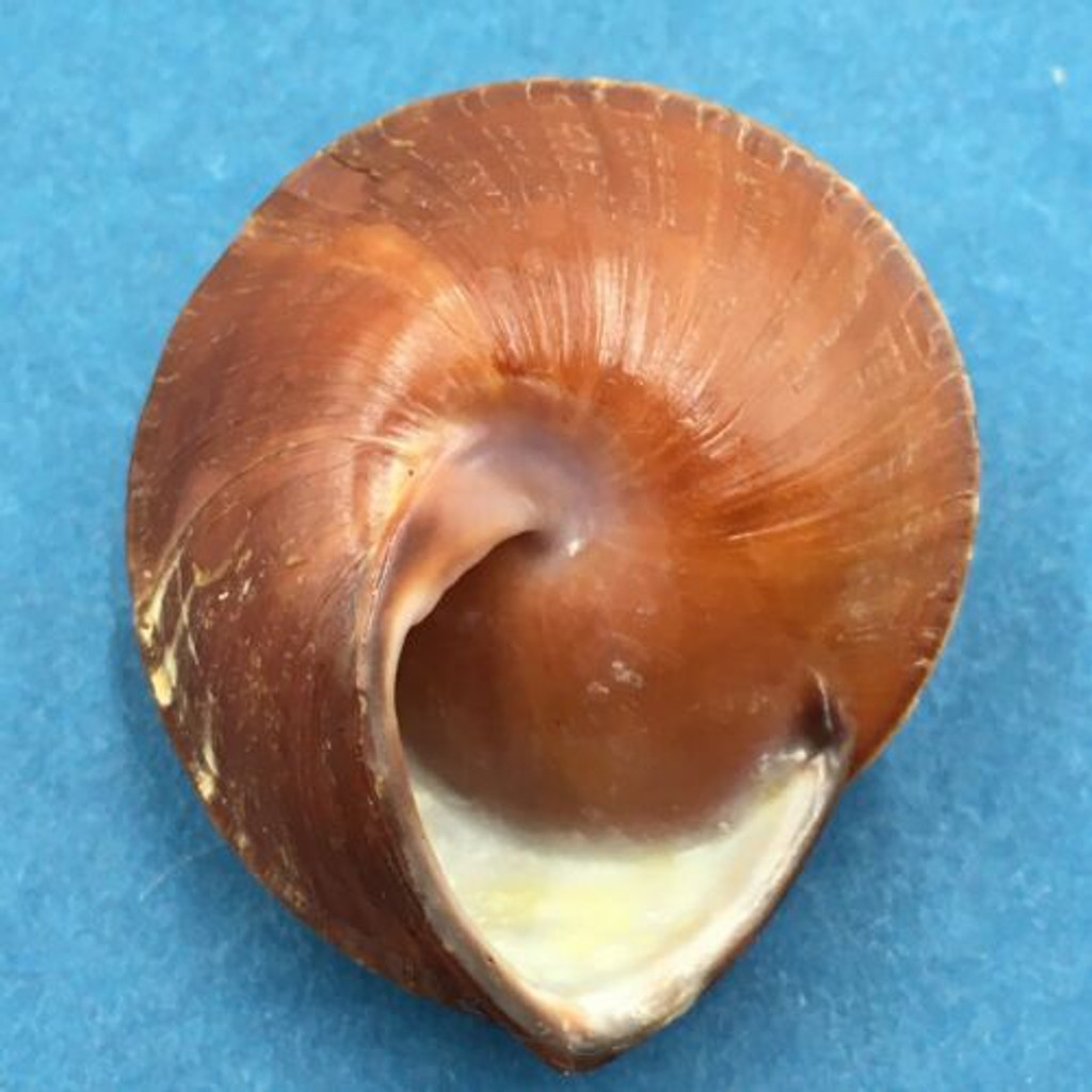 #15 Anixa zebuensis 37.7mm Cebu, Philippines Camaenidae