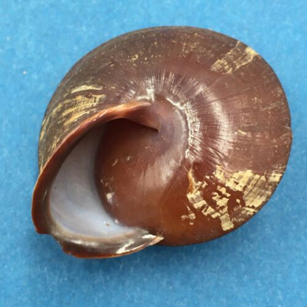 #19 Anixa zebuensis 35.7mm Cebu, Philippines Camaenidae