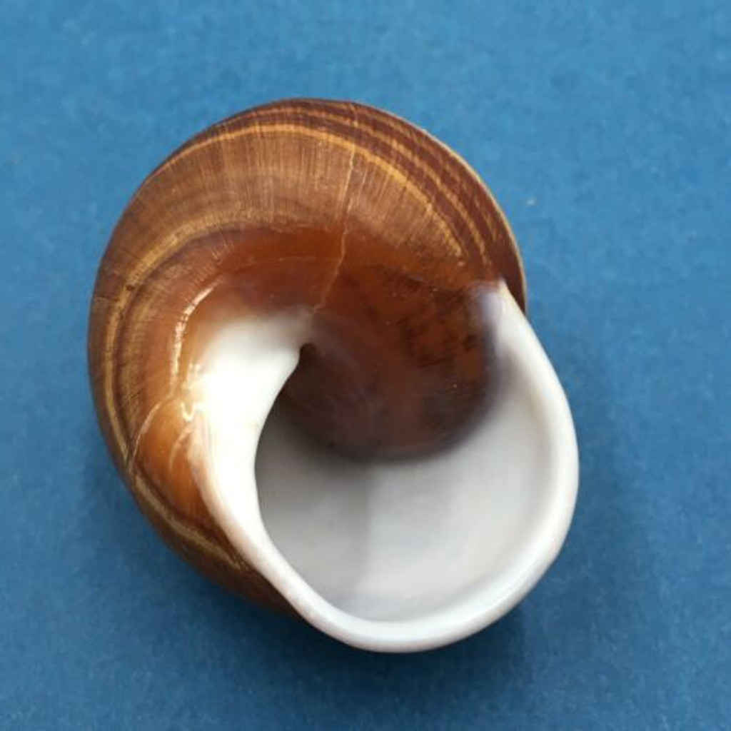 #2 Calocochlea pan 47.6mm NE Of Tagbilaran, Philippines, In Tree Camaenidae