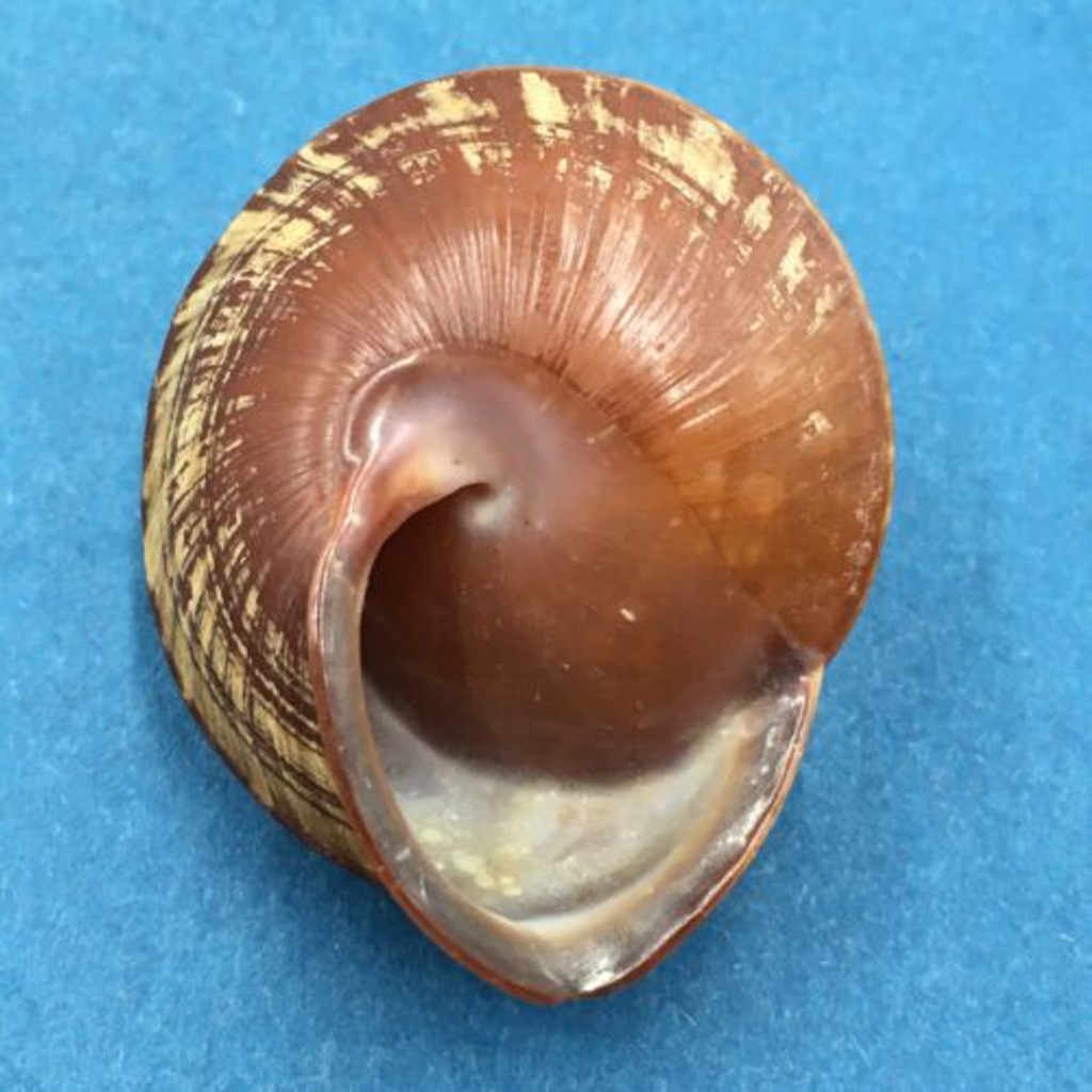 #5 Anixa zebuensis 36.9mm Cebu, Philippines Camaenidae