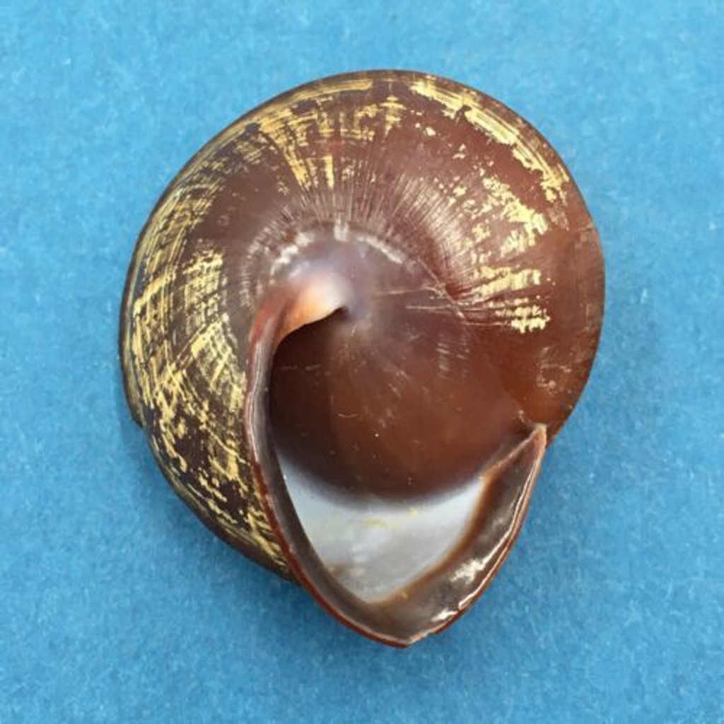 #6 Anixa zebuensis 39.5mm Cebu, Philippines Camaenidae