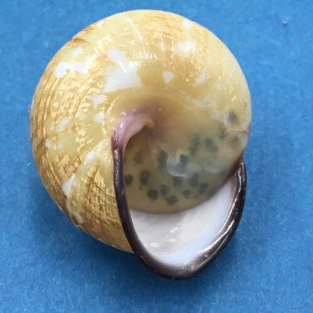 #3 Calocochlia collodes 34.9mm Cebu, Philippines Camaenidae