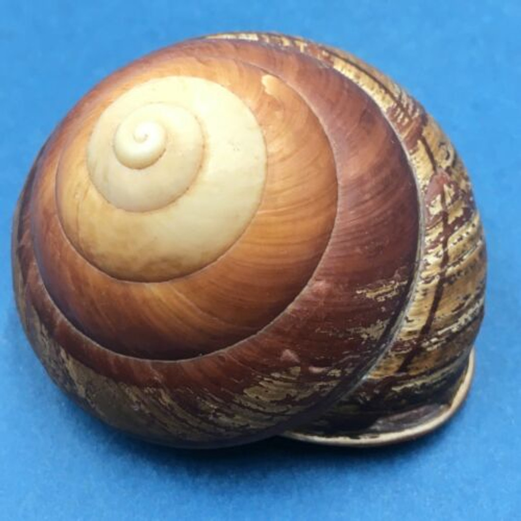 #2 Helicostyla grandis depressa 58mm North Luzon, Philippines Camaenidae