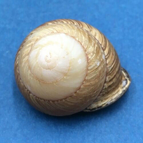 #6 Calocochlia collodes 31.8mm Cebu, Philippines Camaenidae