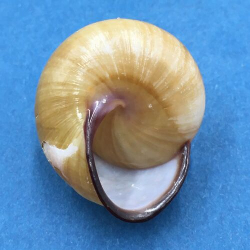 #7 Calocochlia collodes 33.9mm Cebu, Philippines Camaenidae