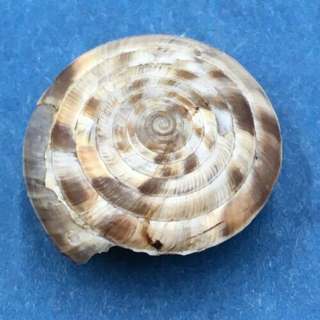 #1 Laeocathaica polytyla 16.2mm South Gansu, China, Camaenidae