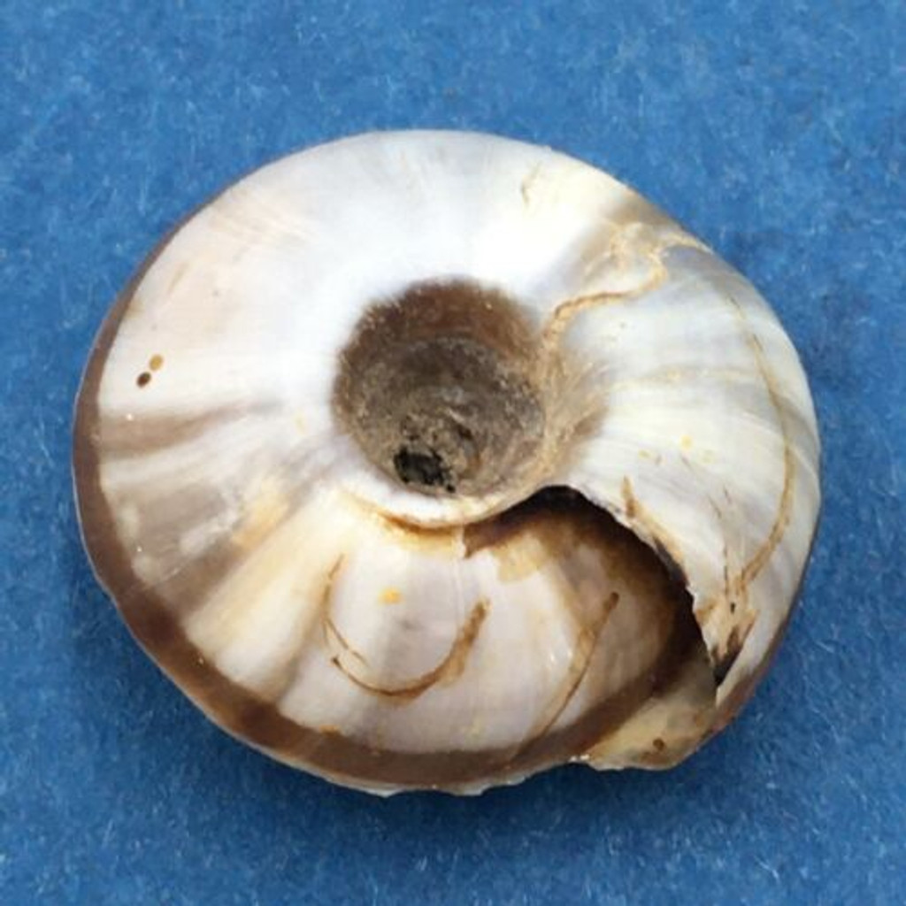 #1 Laeocathaica polytyla 16.2mm South Gansu, China, Camaenidae