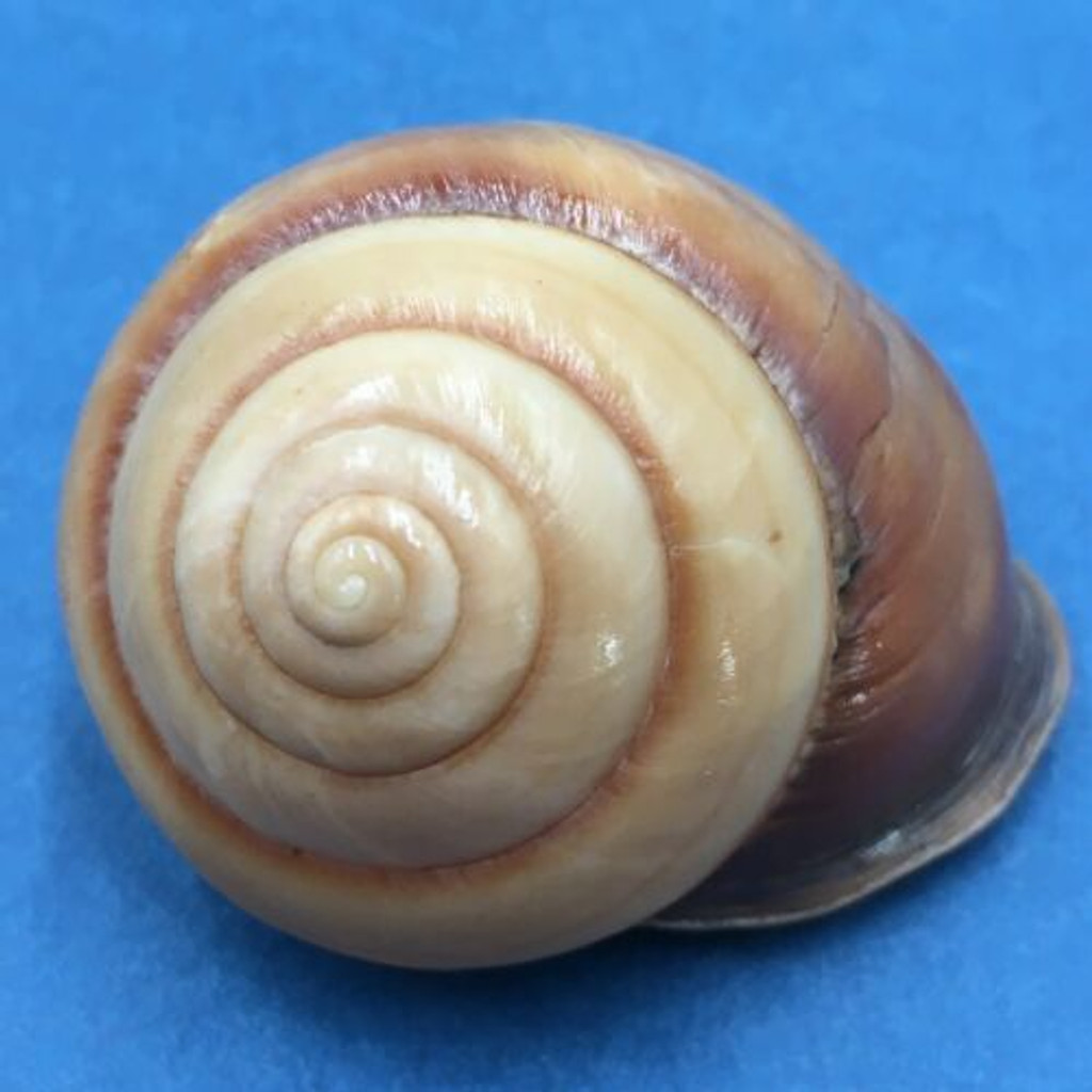 #2 Sphaerospira fraseri 43mm Brisbane, Queensland, Australia, Camaenidae