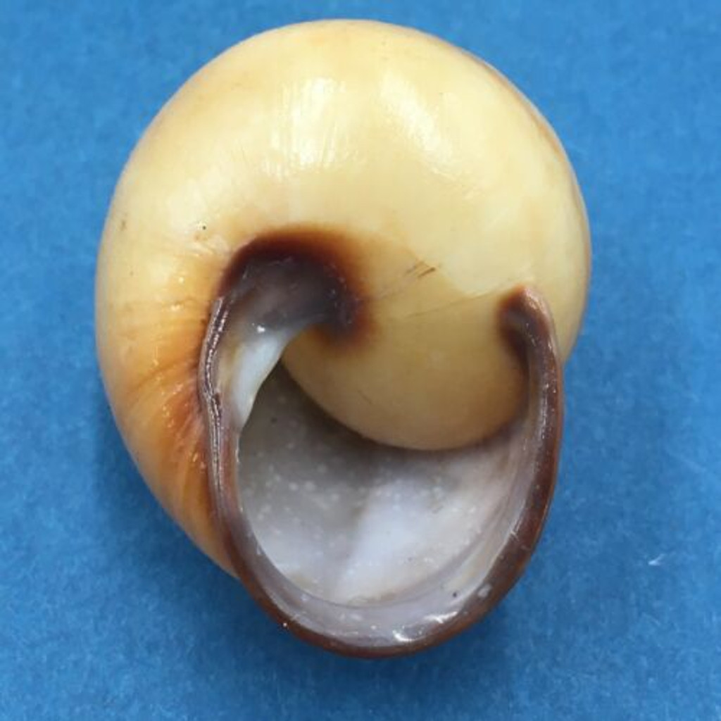 #3 Sphaerospira fraseri 42mm Brisbane, Queensland, Australia, Camaenidae