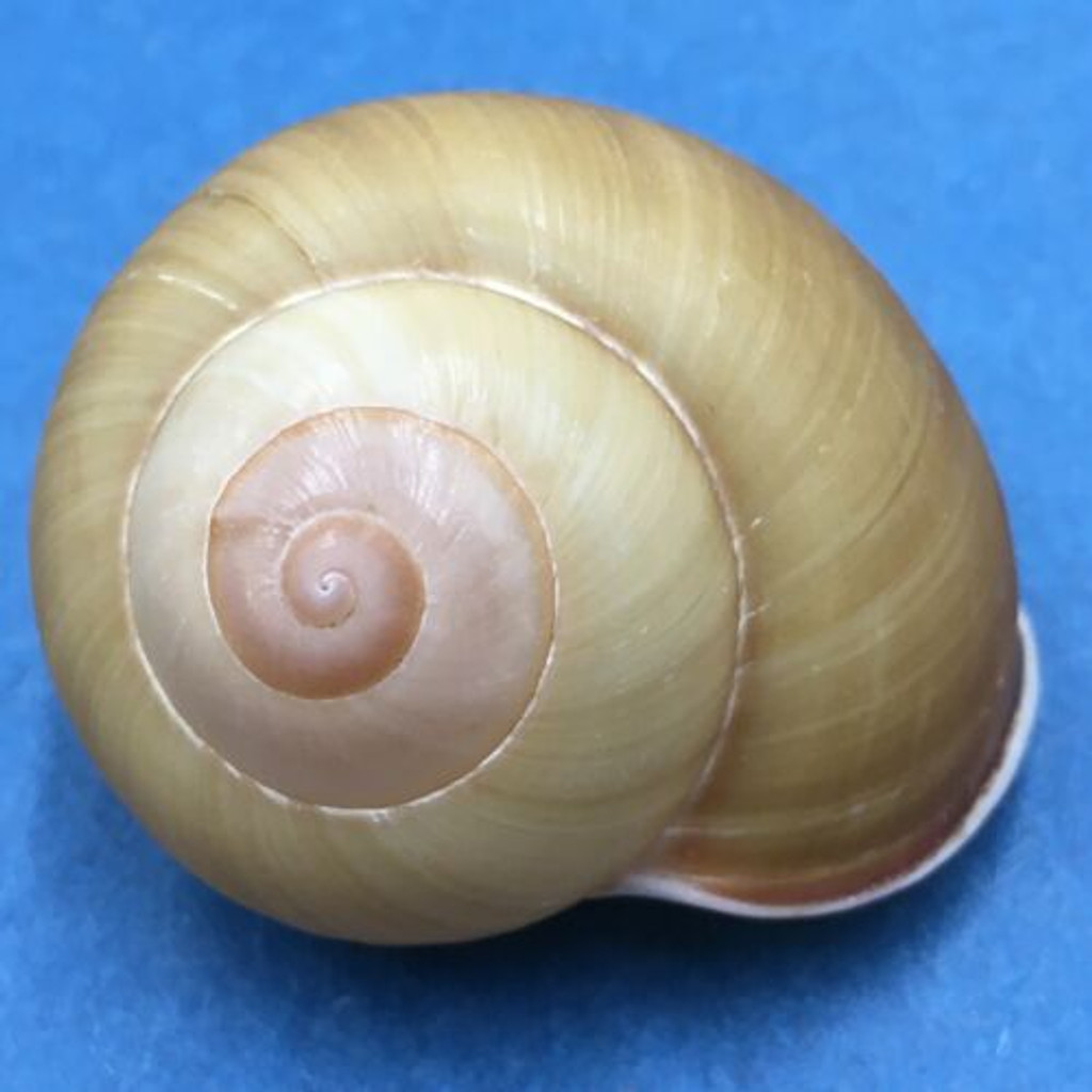 #2 Calocochlea cf. albaiensis ssp. 39.4mm Luzon, Philippines Camaenidae