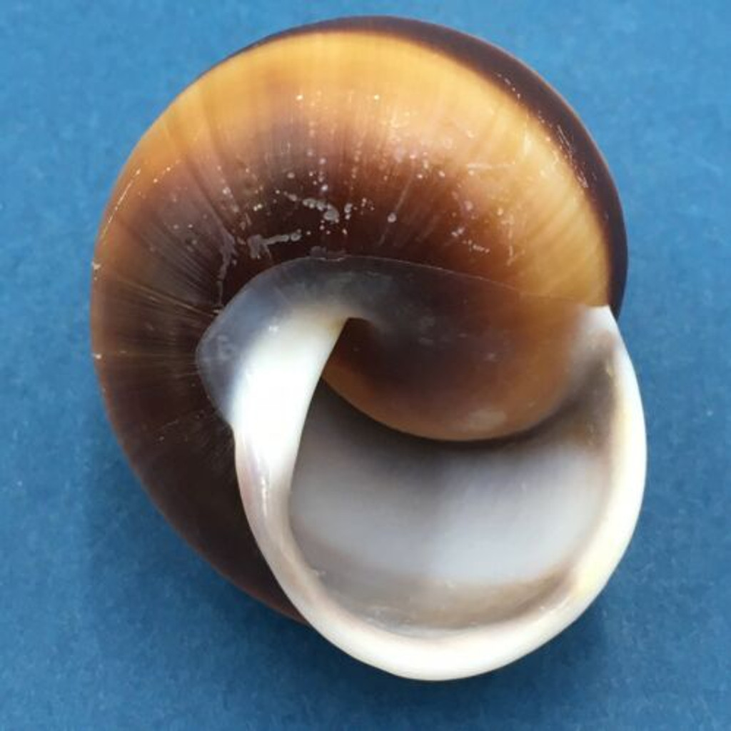 #3 Calocochlea cf. albaiensis ssp. 41.1mm Luzon, Philippines Camaenidae