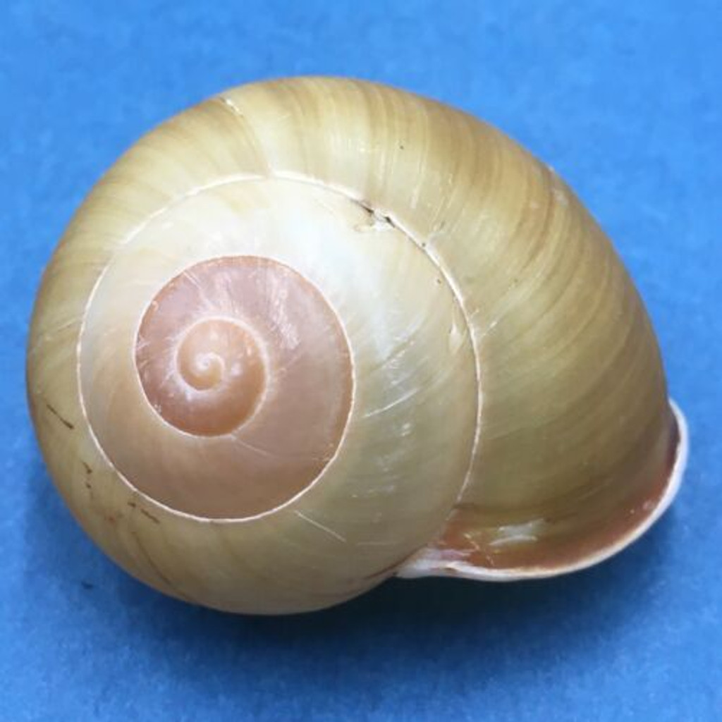 #14 Calocochlea cf. albaiensis ssp. 42.2mm Luzon, Philippines Camaenidae