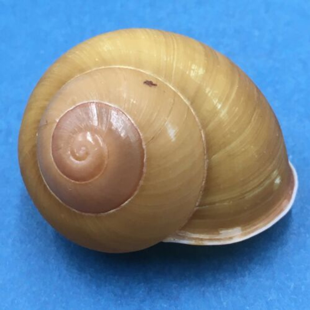 #16 Calocochlea cf. albaiensis ssp. 39.8mm Luzon, Philippines Camaenidae