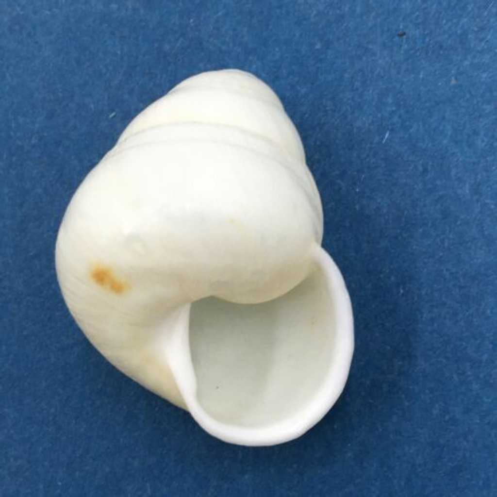 #3 Cochlostyla effusa 31.1mm Cebu, Philippines Camaenidae