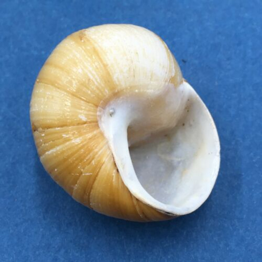 #3 Xanthomelon pachystylum 32.2mm Bundaberg, Queensland, Australia Camaenidae