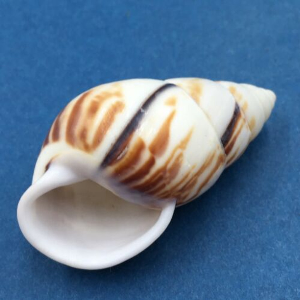 #14 Amphidromus perversus emaciatus 48.2mm Klaten, Central Java