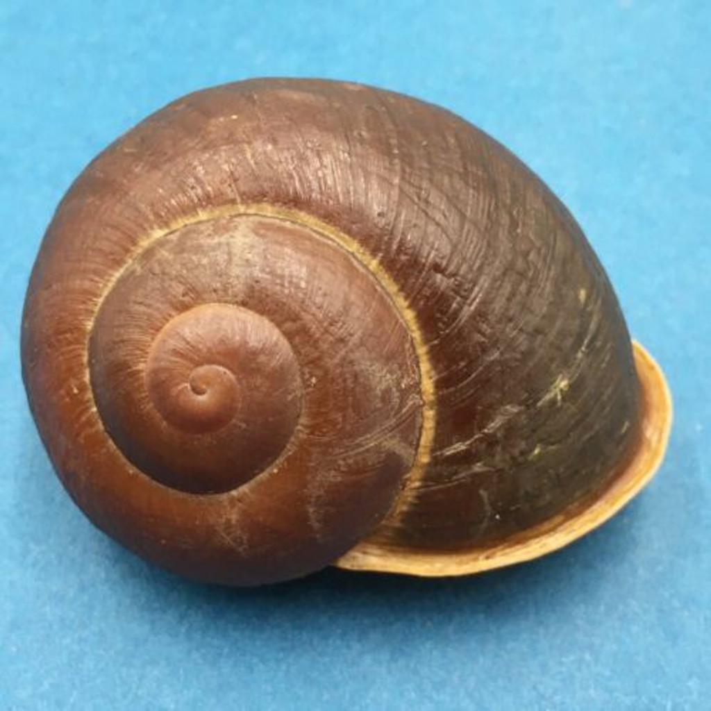 #1 Trachystyla cryptica ssp. 56.1mm Leyte, Philippines, Camaenidae