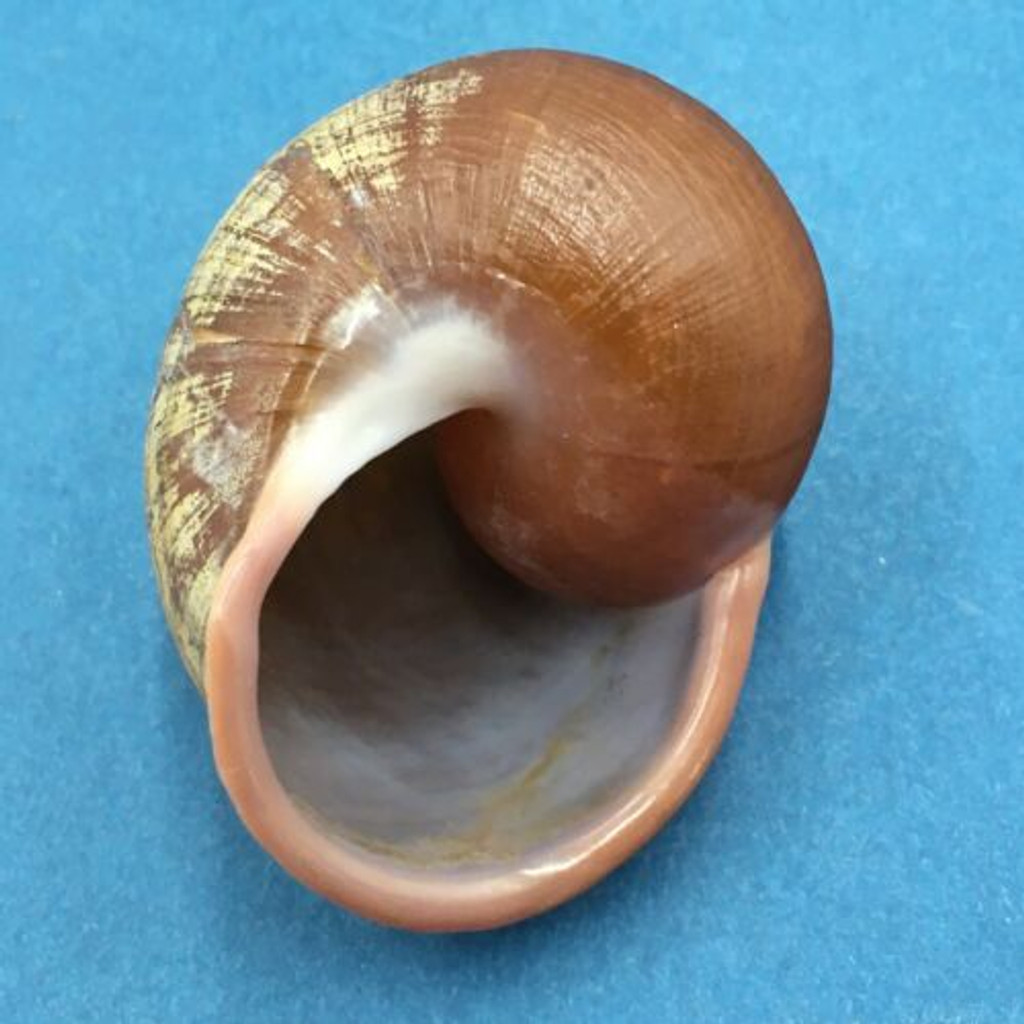 #3 Trachystyla cryptica ssp. 51.4mm Leyte, Philippines, Camaenidae