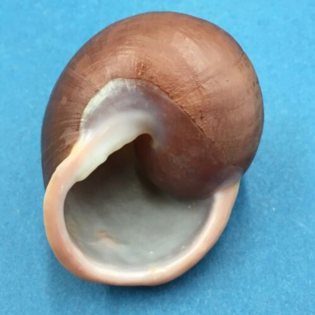 #5 Trachystyla cryptica ssp. 52.7mm Leyte, Philippines, Camaenidae