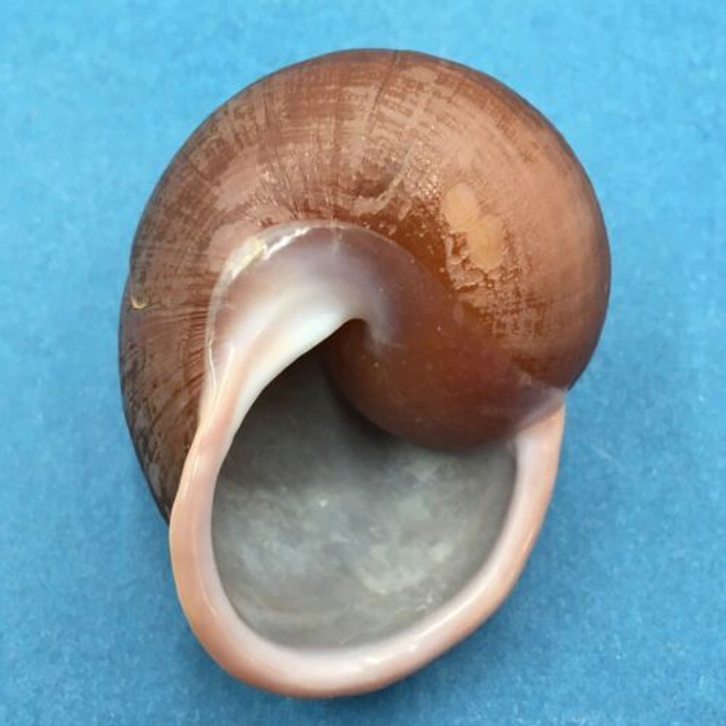 #8 Trachystyla cryptica ssp. 56.4mm Leyte, Philippines, Camaenidae