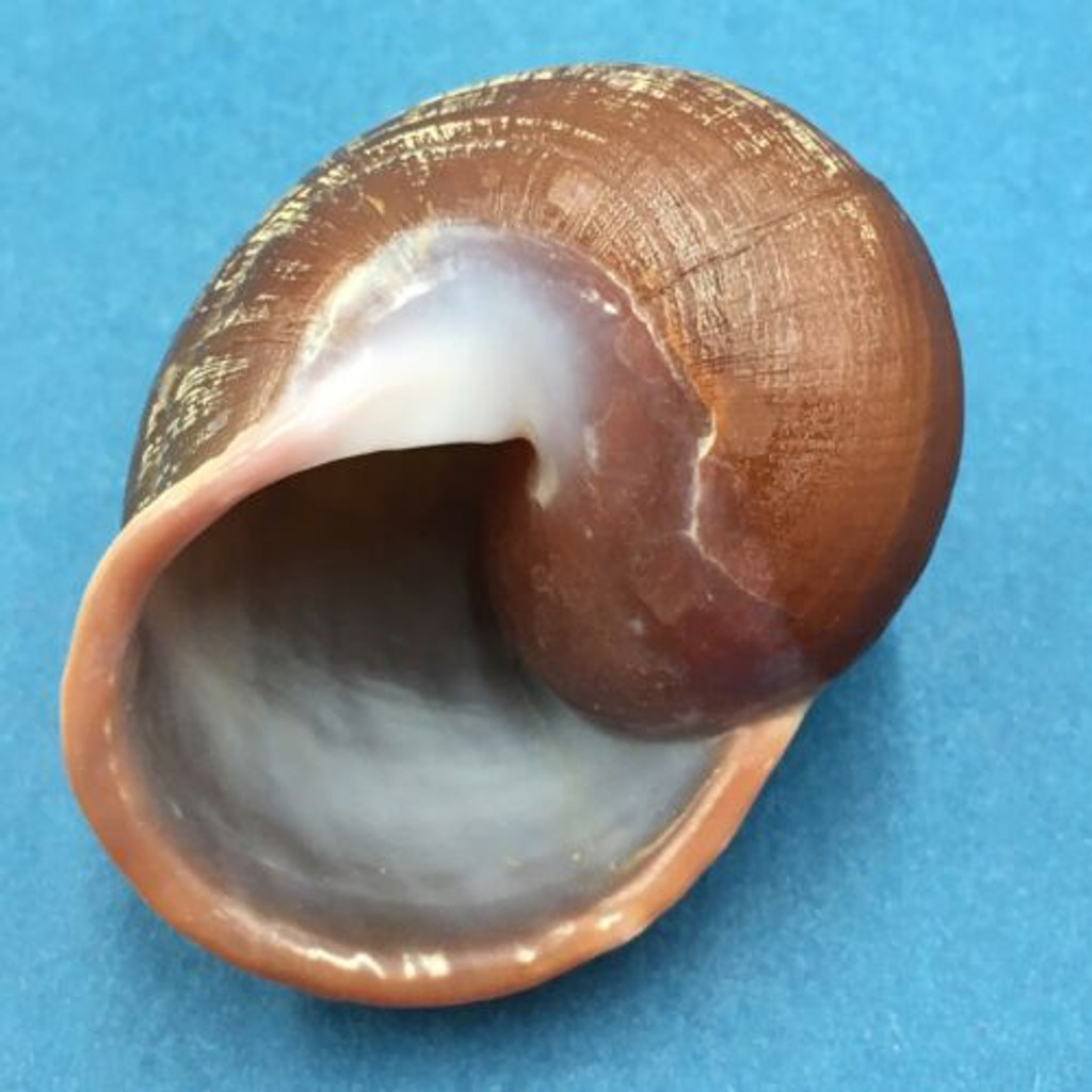 #10 Trachystyla cryptica ssp. 55mm Leyte, Philippines, Camaenidae