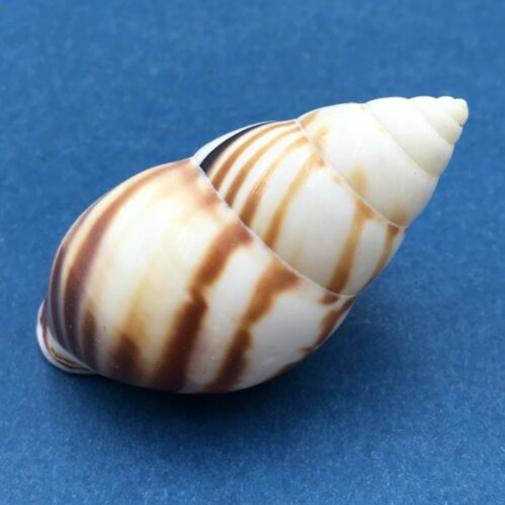 #4 Amphidromus perversus emaciatus 46.7mm Klaten, Central Java