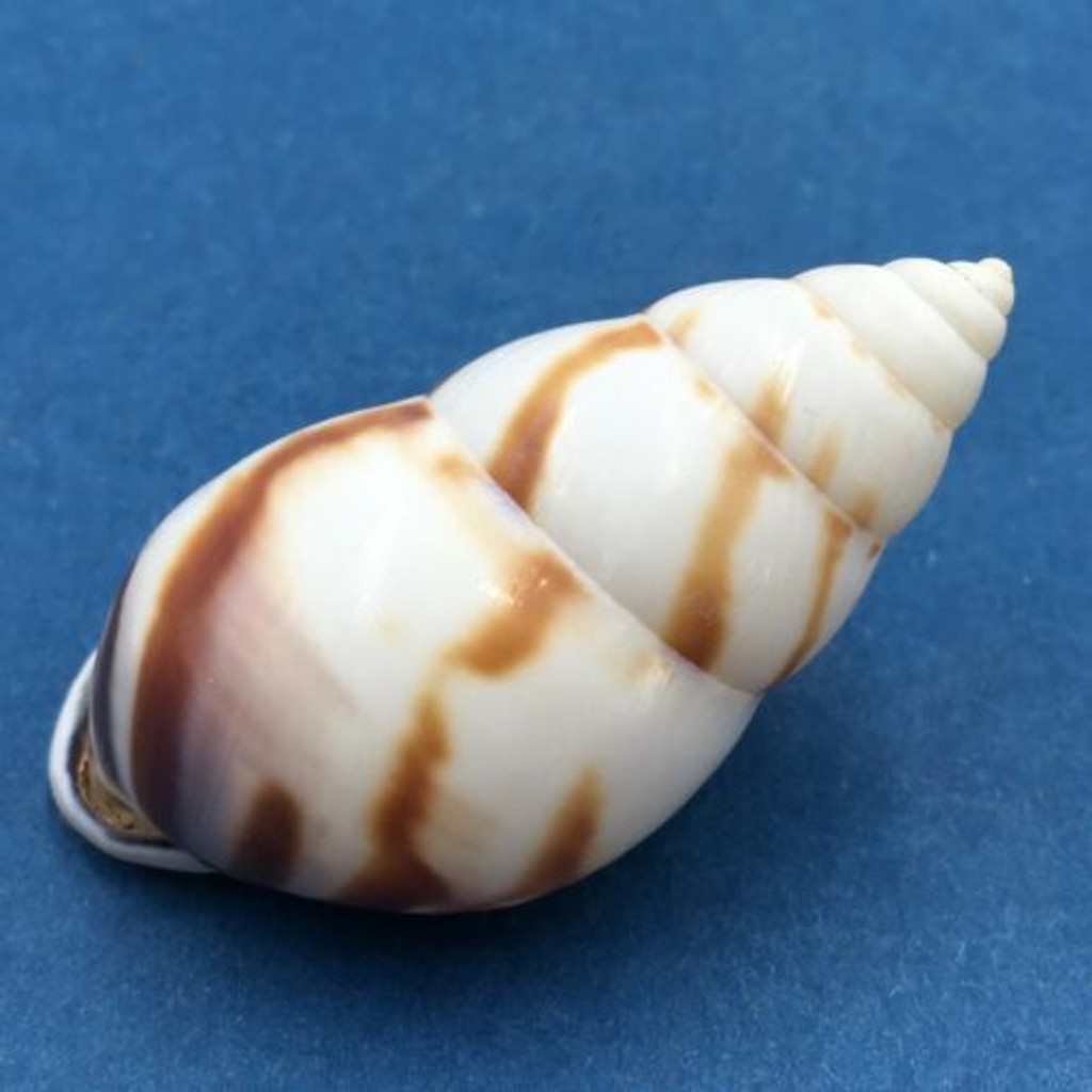 #5 Amphidromus perversus emaciatus 47.8mm Klaten, Central Java