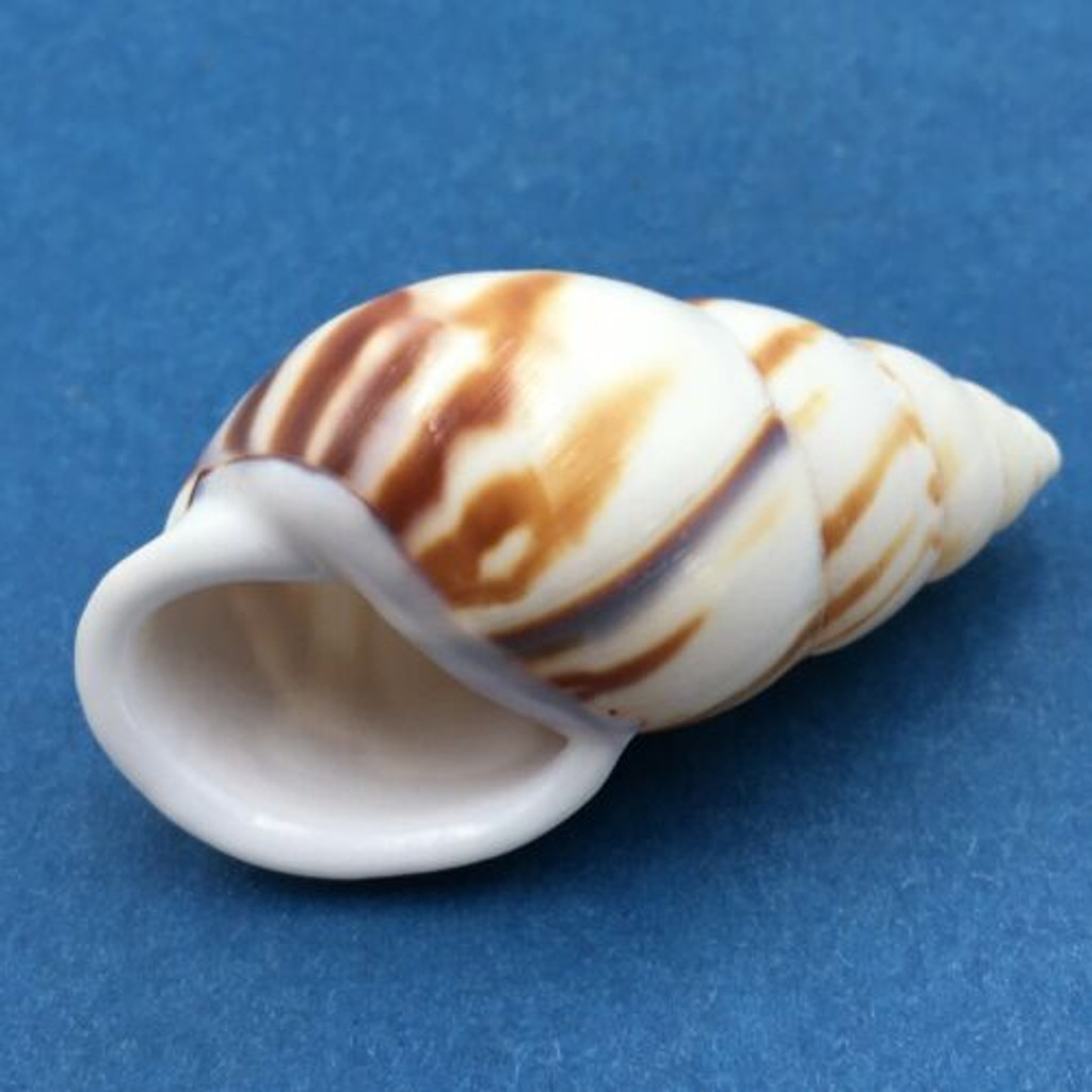 #5 Amphidromus perversus emaciatus 47.8mm Klaten, Central Java