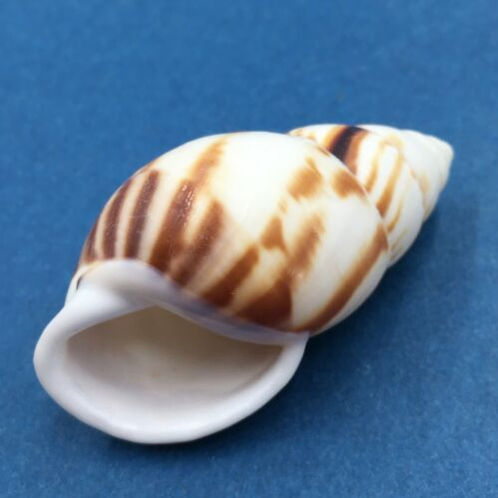 #8 Amphidromus perversus emaciatus 50.3mm Klaten, Central Java