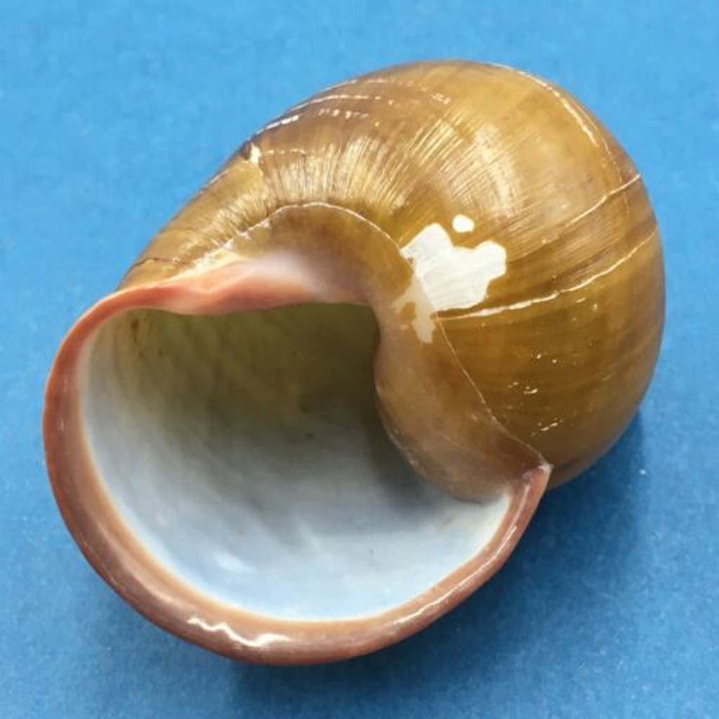 #1 Helicobulinus turbinoides 57.1mm Catanduanes, Philippines Camaenidae