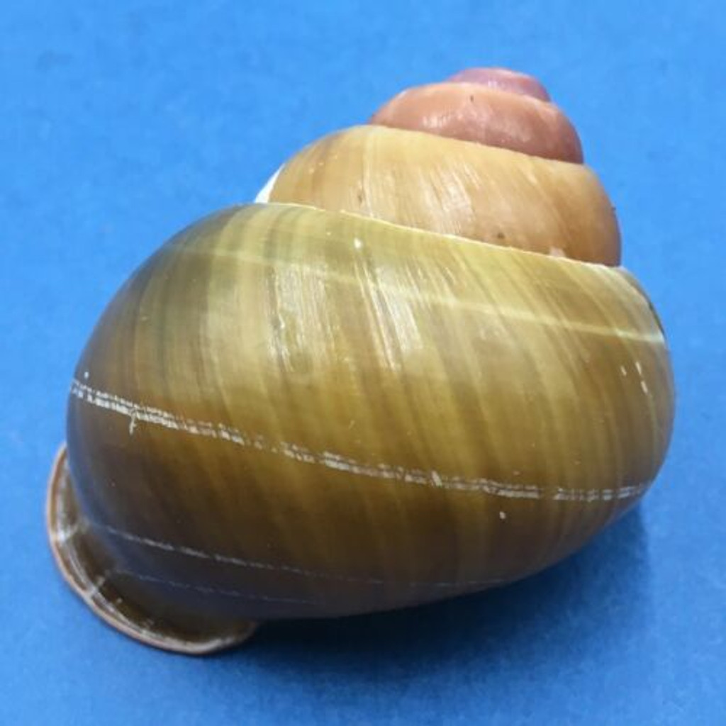 #2 Helicobulinus turbinoides 60.9mm Catanduanes, Philippines Camaenidae