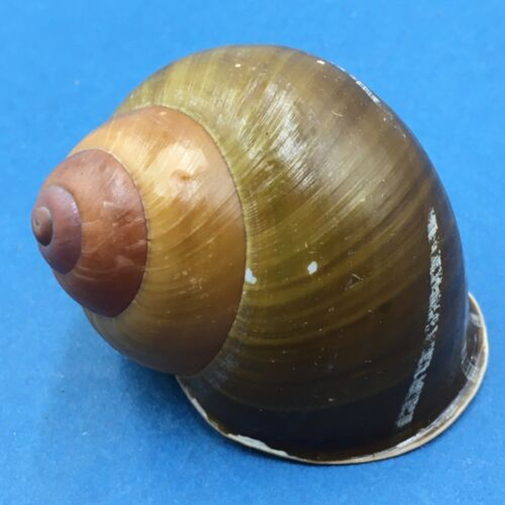 #3 Helicobulinus turbinoides 62.6mm Catanduanes, Philippines Camaenidae