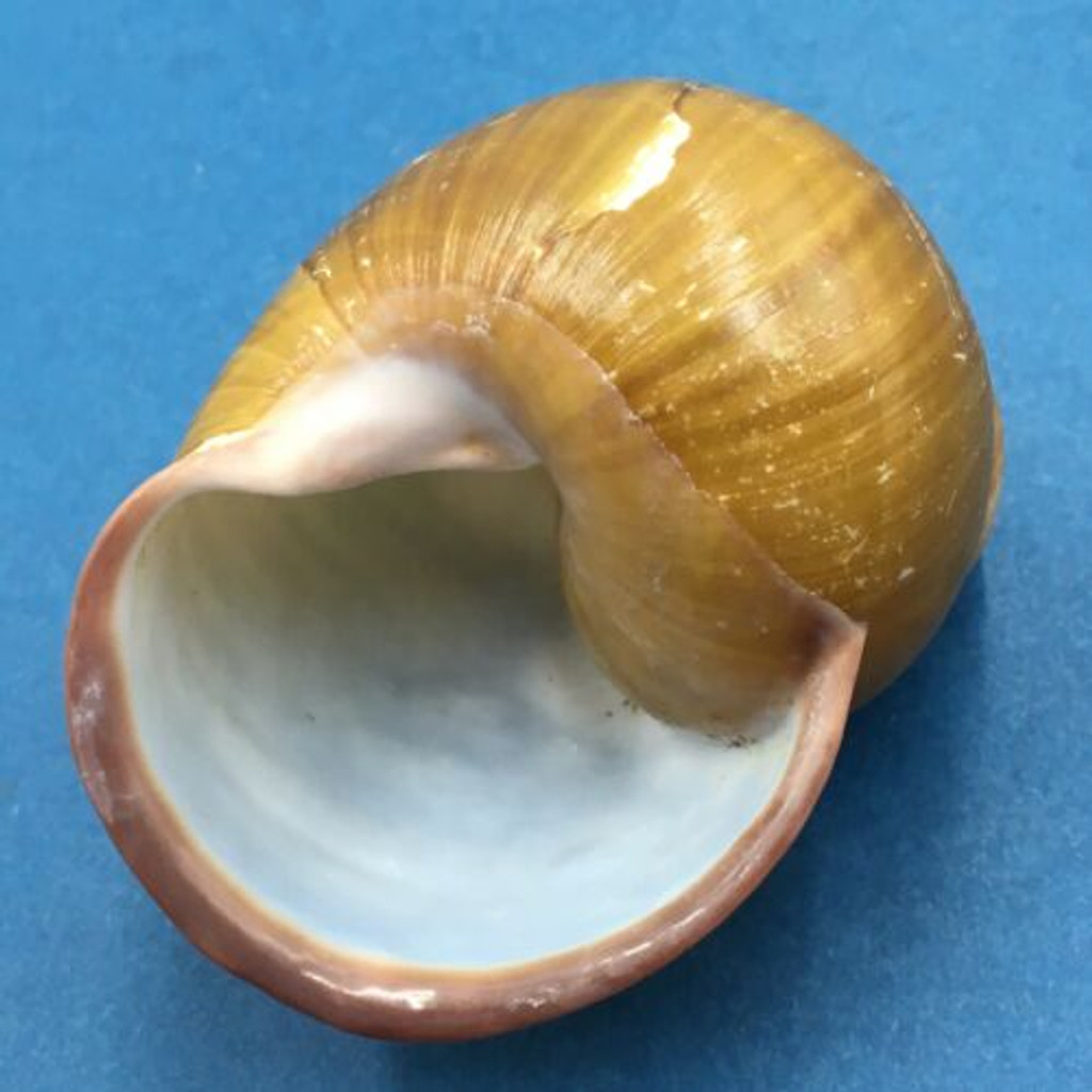 #5 Helicobulinus turbinoides 64.7mm Catanduanes, Philippines Camaenidae