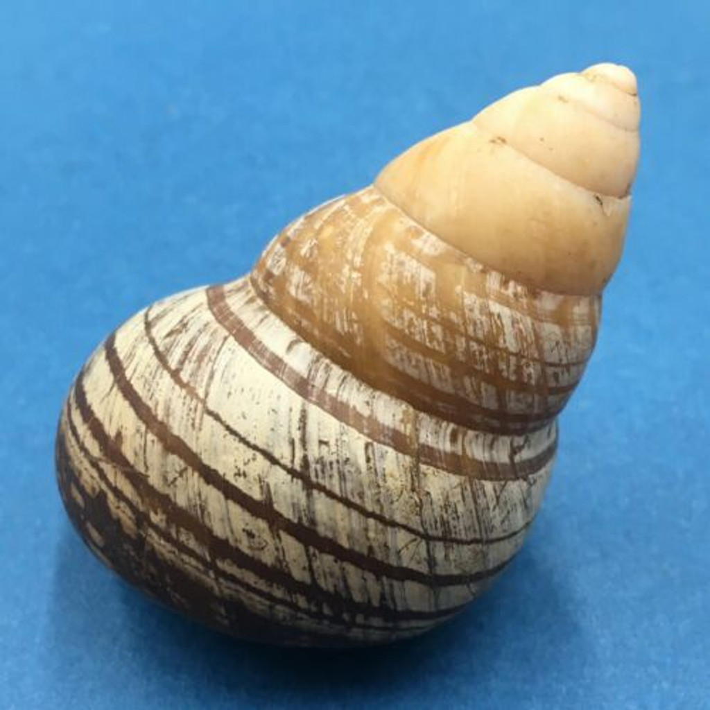 #6 Cochlostyla cf. leucophaea ssp. 68.5mm Cebu, Philippines Camaenidae