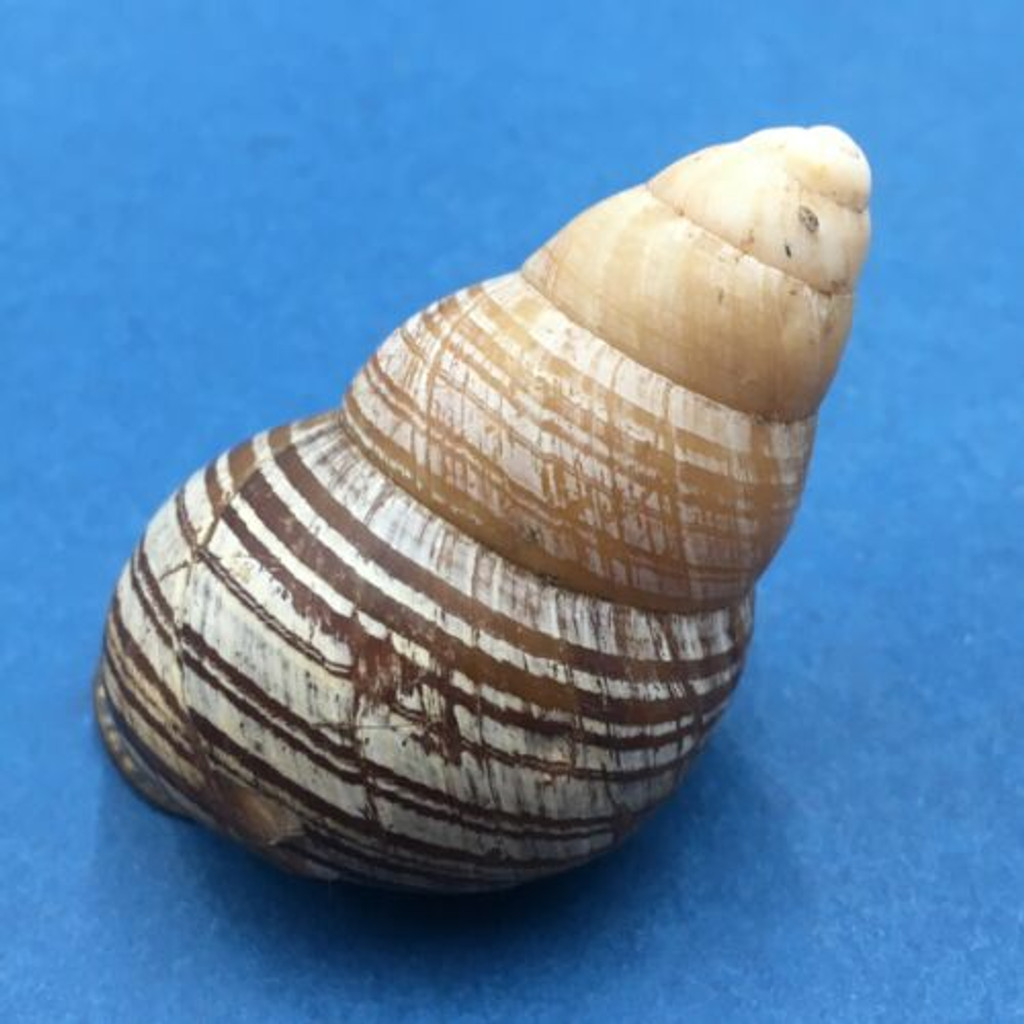 #7 Cochlostyla cf. leucophaea ssp. 61.7mm Cebu, Philippines Camaenidae