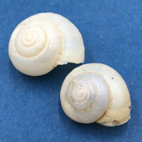 #2 Fruticicola fruticum 20-23mm Andalo, Trentino, N. Italy Camaenidae