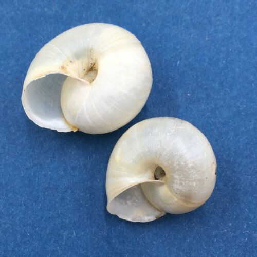 #2 Fruticicola fruticum 20-23mm Andalo, Trentino, N. Italy Camaenidae