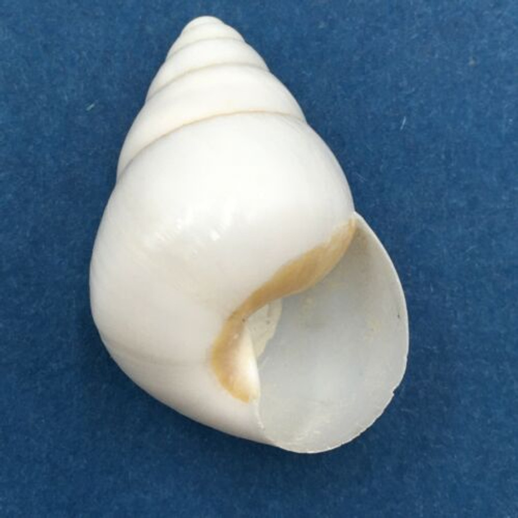 #8 Helicostyla concinna 34.9mm Cagayan, Luzon, Philippines, 1989 Camaenidae