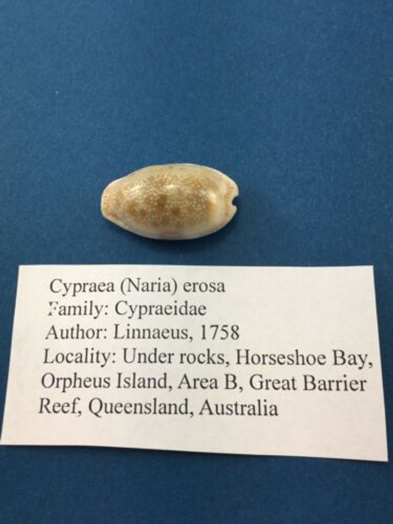 #8 Cypraea (Naria) erosa 29mm Great Barrier Reef, Australia, Under Rocks