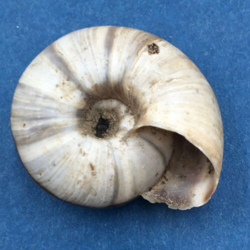 #4 Laeocathaica distinguenda 26.9mm China Camaenidae