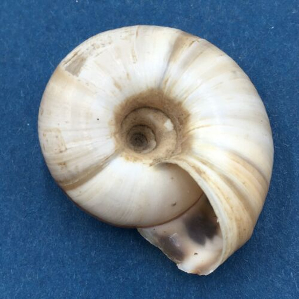 #5 Laeocathaica distinguenda 27.8mm China Camaenidae